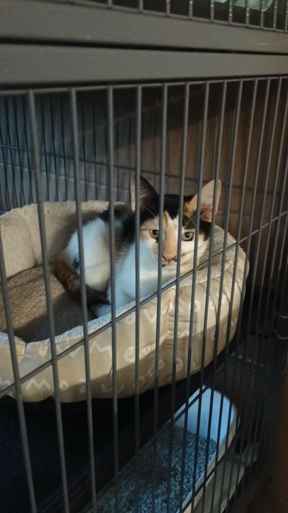 Enlarge Tamera, a Adoptable mixed breed in LIberty, NY image 2/2