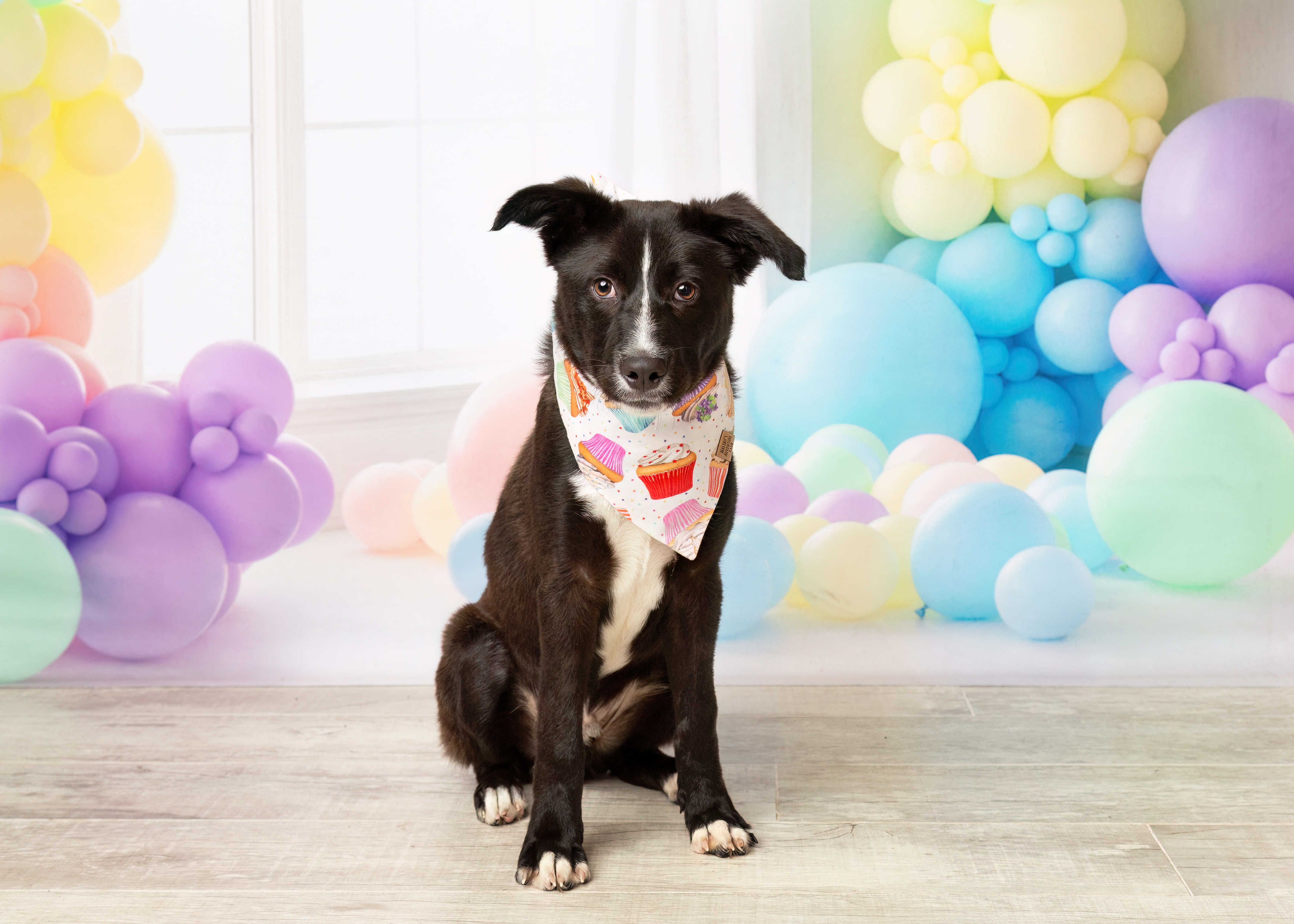 Easton, a Adopted mixed breed in Denton, TX image 2/6