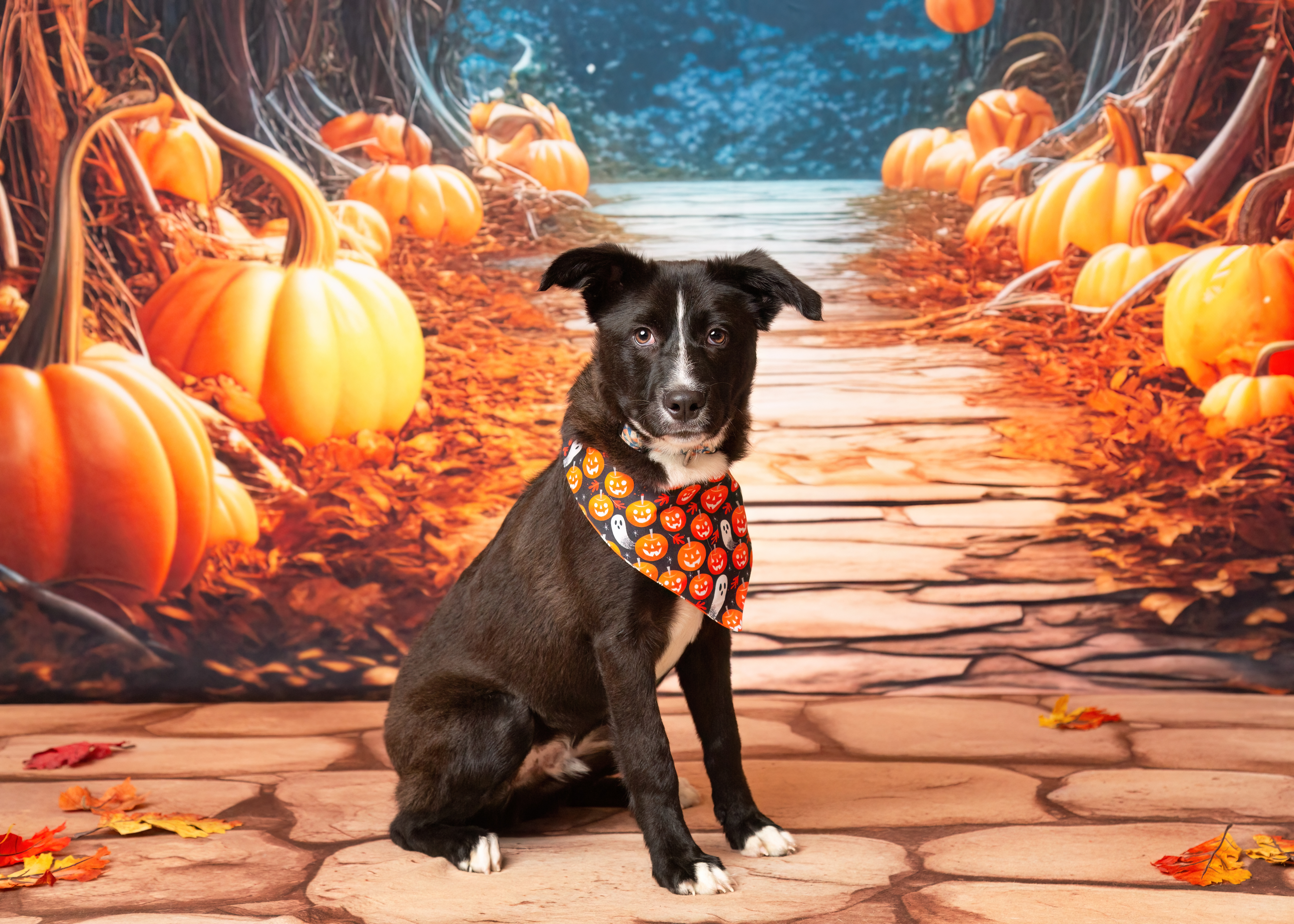 Easton, a Adopted mixed breed in Denton, TX image 4/6