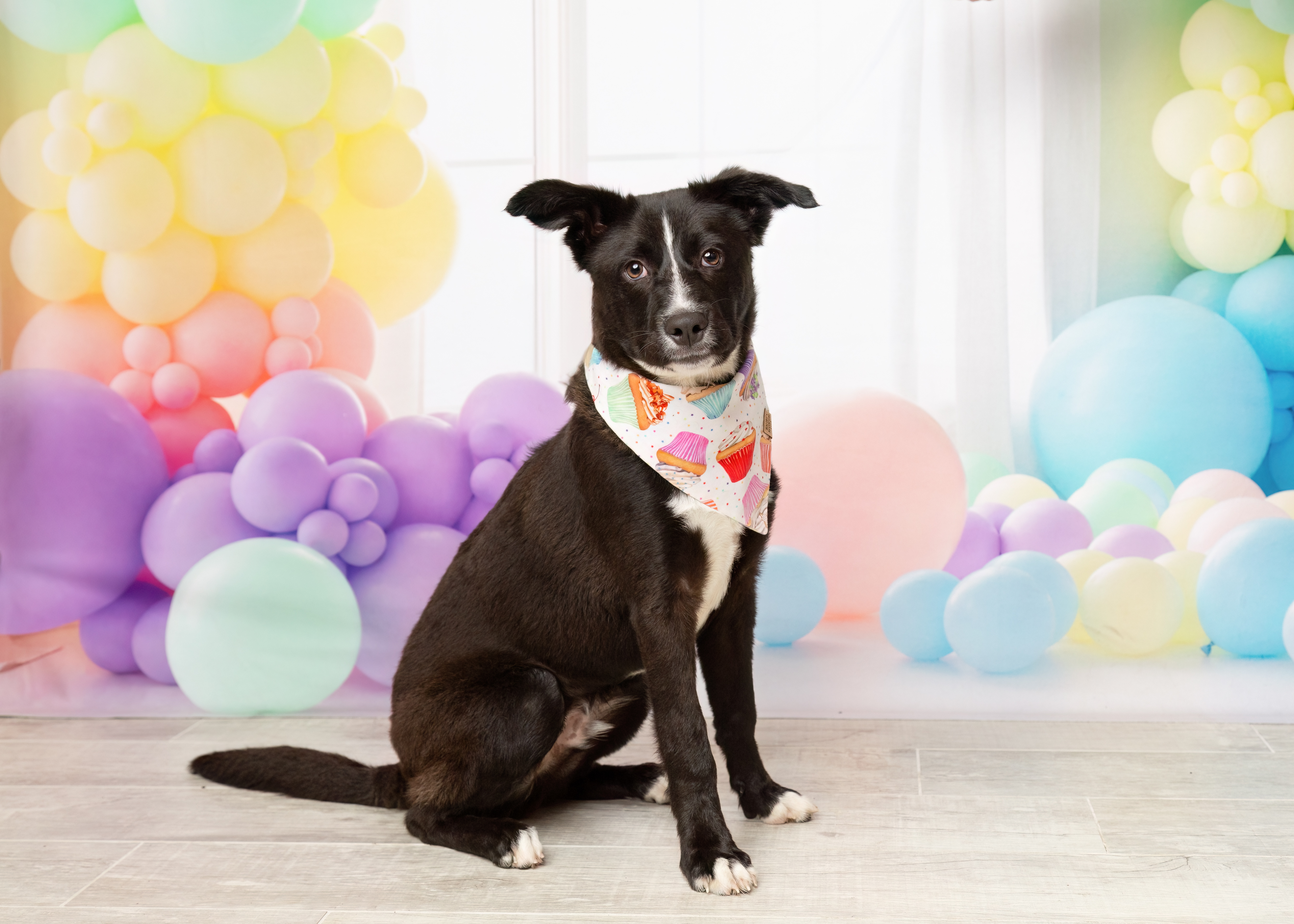 Easton, Adopted, Young Male Black Labrador Retriever & Border Collie.