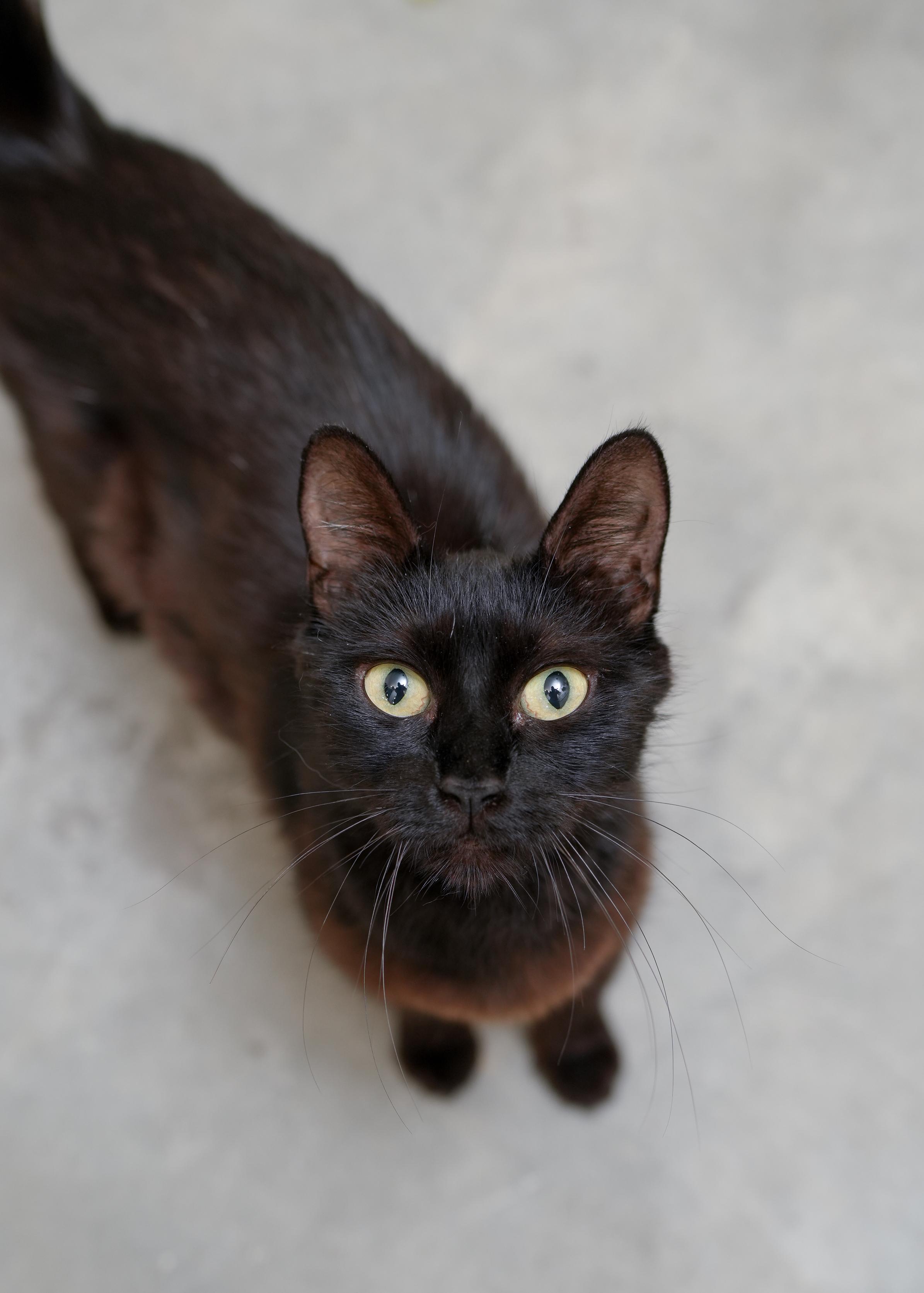 Lyric, an adoptable Domestic Short Hair in Boise, ID, 83709 | Photo Image 2