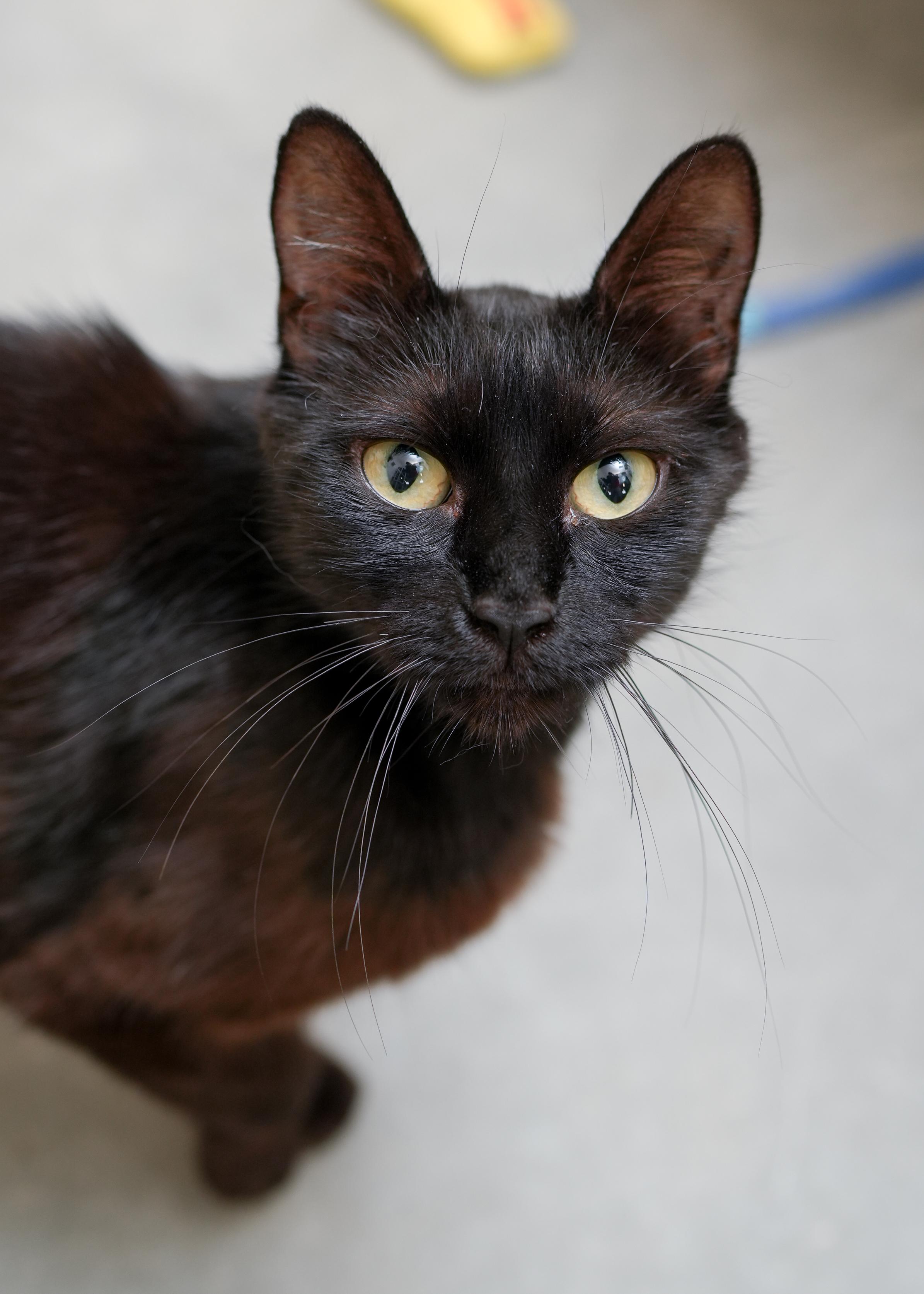 Lyric, an adoptable Domestic Short Hair in Boise, ID, 83709 | Photo Image 3