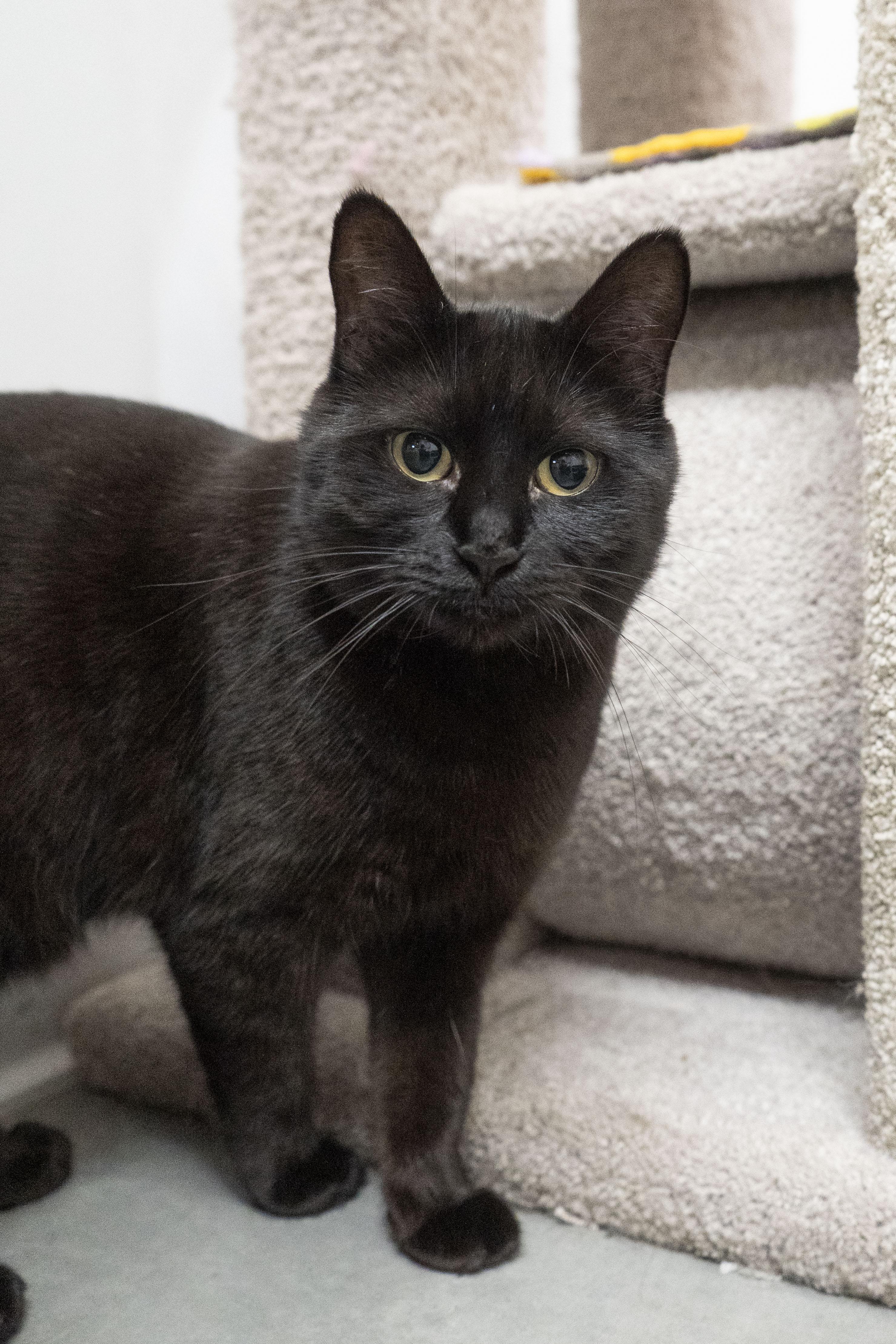Lyric, an adoptable Domestic Short Hair in Boise, ID, 83709 | Photo Image 2