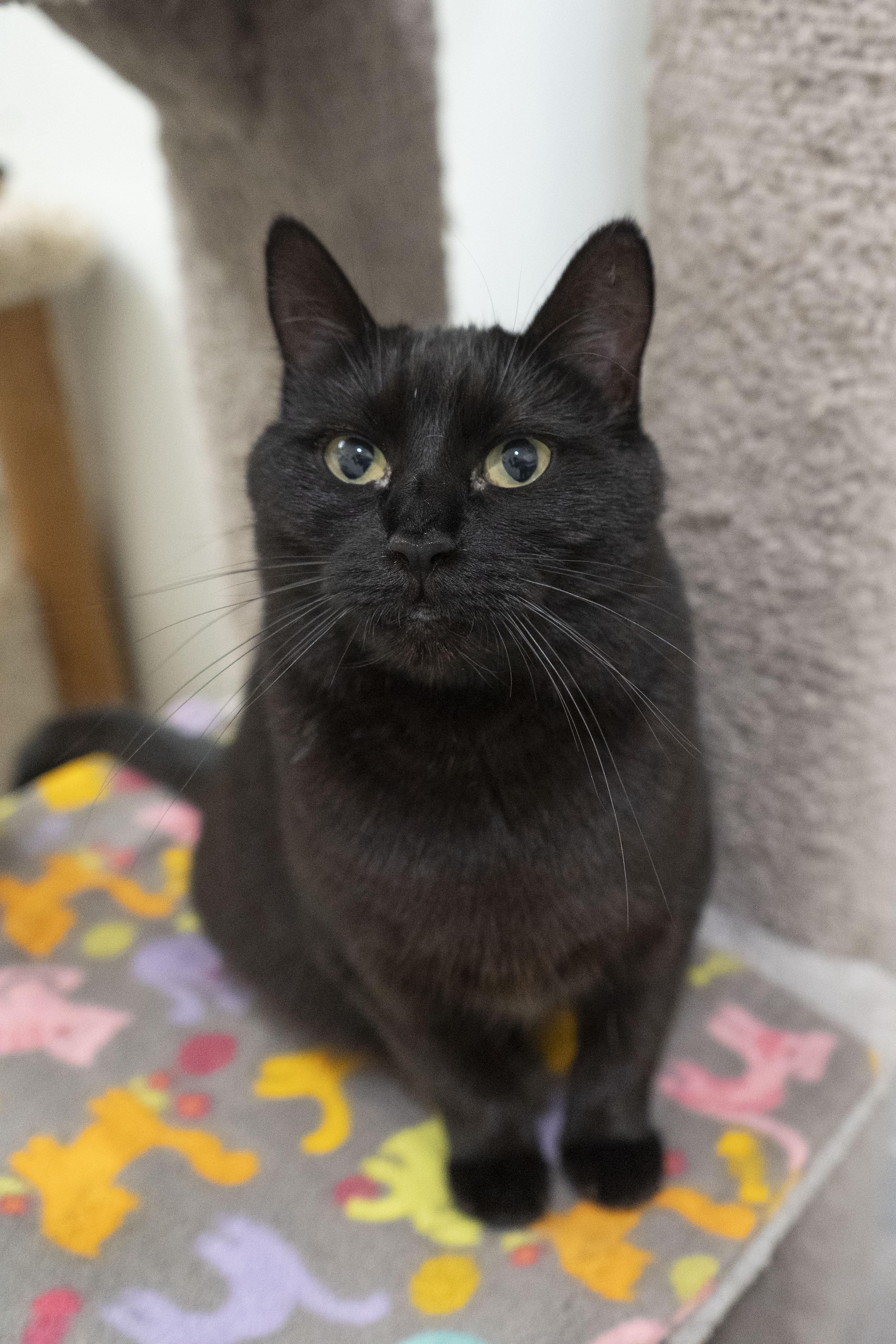 Lyric, an adoptable Domestic Short Hair in Boise, ID, 83709 | Photo Image 1