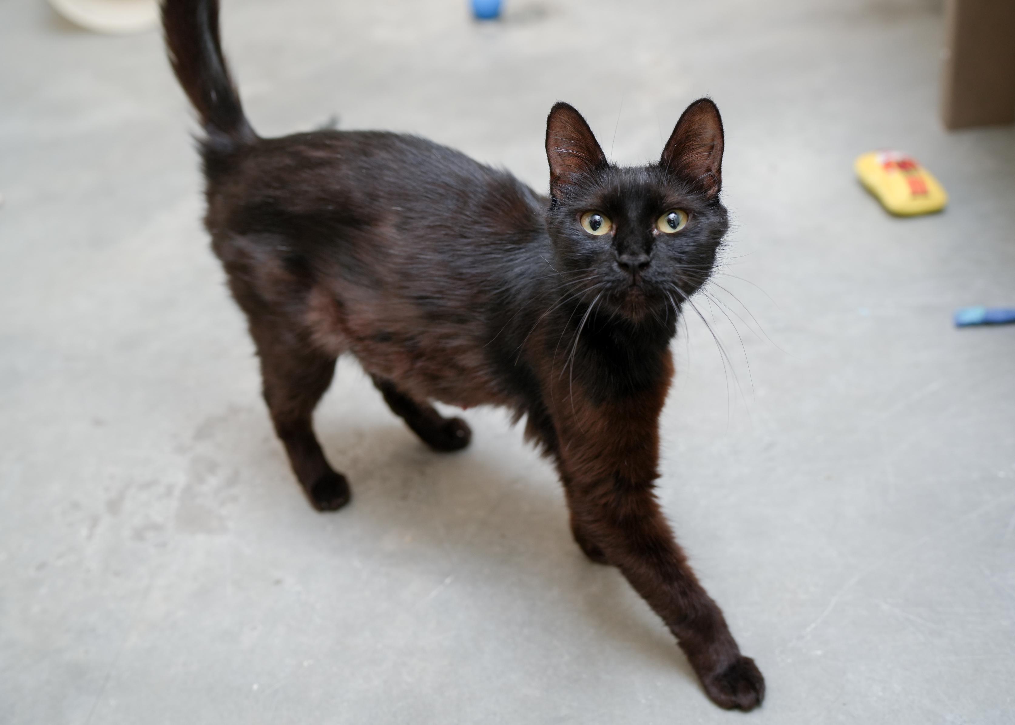 Lyric, Adult Female Domestic Short Hair