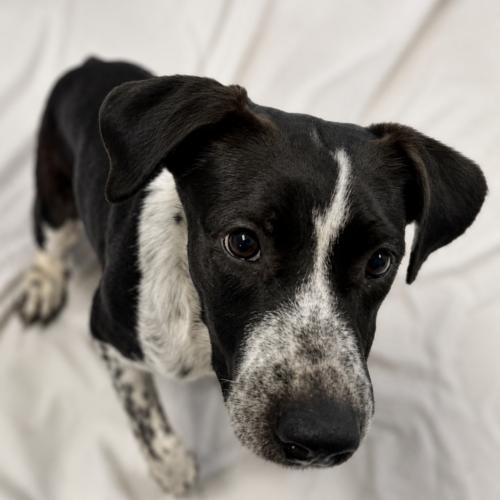 Coconut, Adoptable, Puppy Male Australian Cattle Dog / Blue Heeler & Australian Cattle Dog / Blue Heeler.