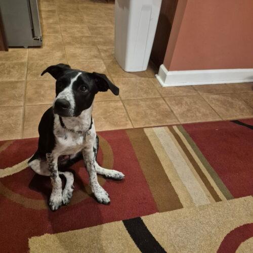 Enlarge Coconut, a Adoptable mixed breed in Kirksville, MO image 2/4