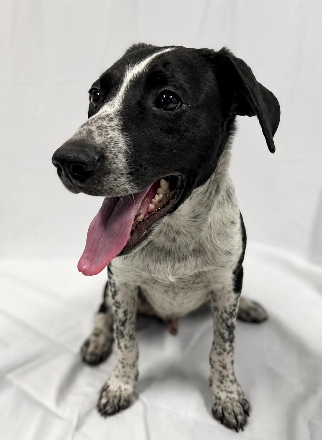 Enlarge Coconut, a Adoptable mixed breed in Kirksville, MO image 3/4