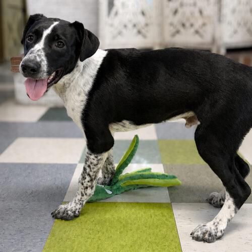 Enlarge Coconut, a Adoptable mixed breed in Kirksville, MO image 4/4