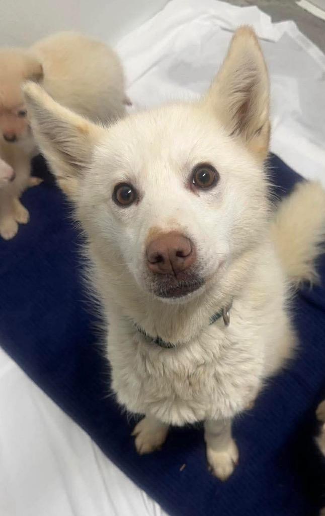 Rubble, Adoptable, Young Female Husky.