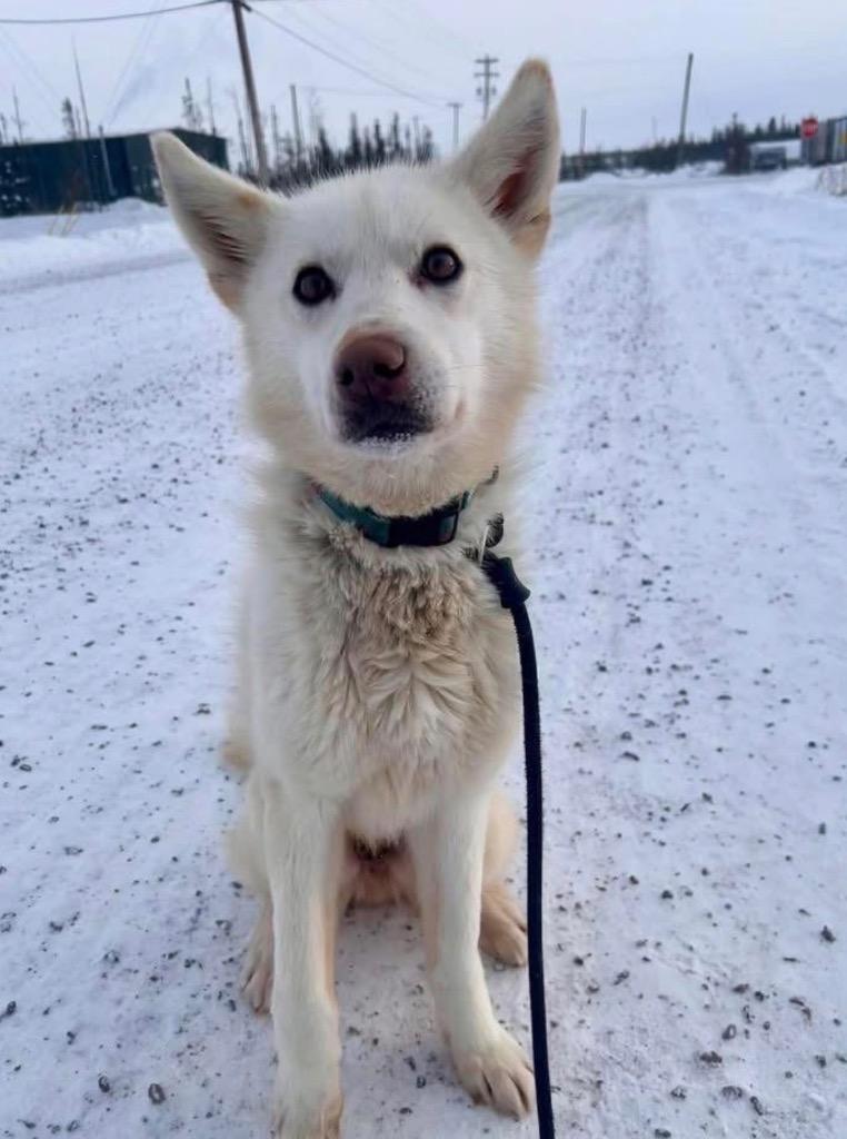 Enlarge Rubble, a Adoptable mixed breed in Yellowknife, NT image 2/2