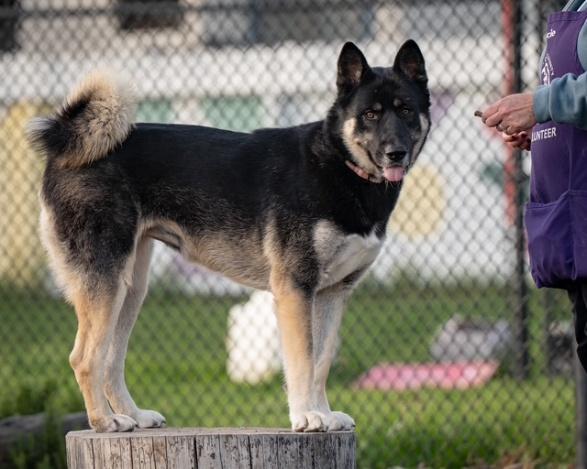 Nike, ADOPTABLE, Young Female Akita & Siberian Husky.