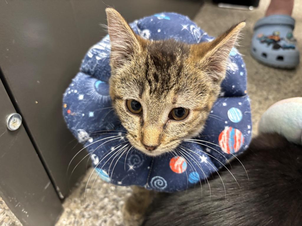 Enlarge Potassium, a Adoptable American Shorthair in Van Wert, OH image 1/1