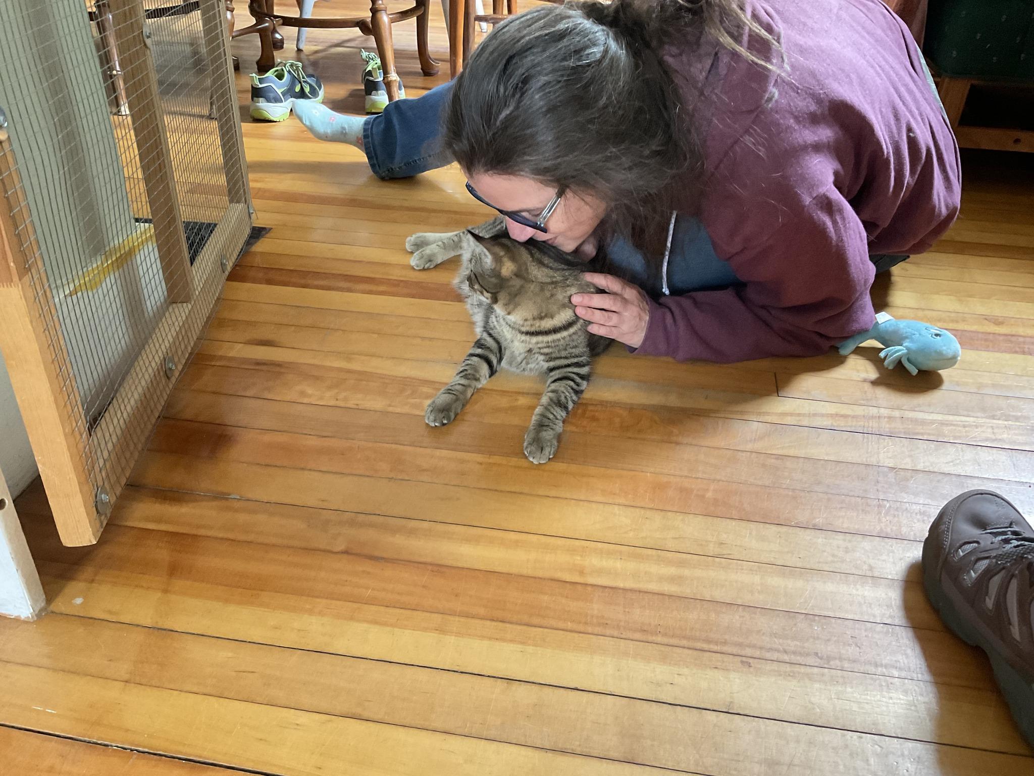 Maple & Sammy (F), an adoptable Tabby, Tiger in Bath, ME, 04530 | Photo Image 4