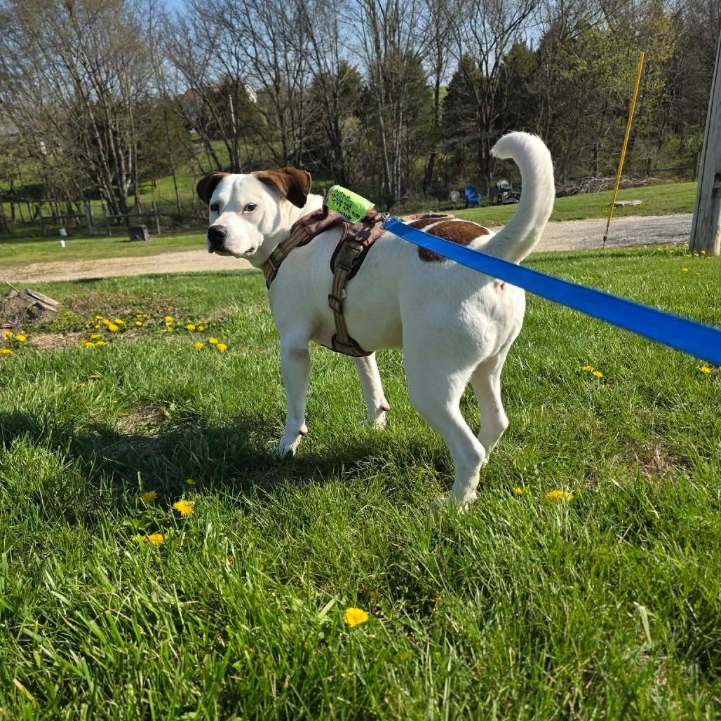 Sprout, Adoptable, Young Male Mixed Breed.