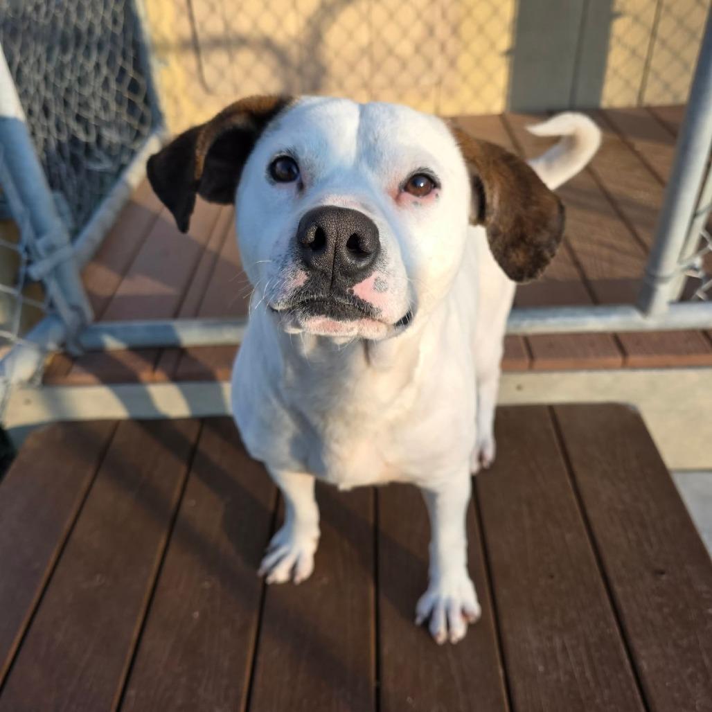Enlarge Sprout, a Adoptable Mixed Breed in Jackson, MO image 2/3