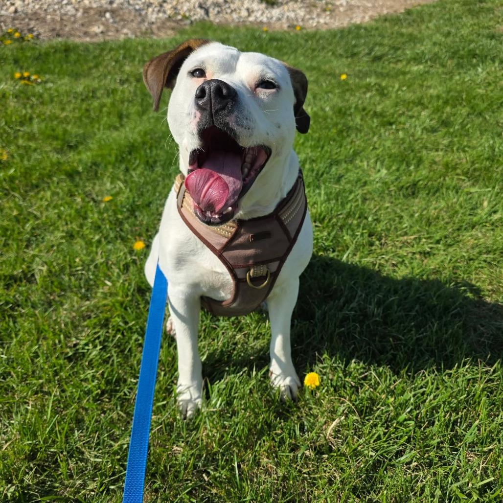 Enlarge Sprout, a Adoptable Mixed Breed in Jackson, MO image 4/6