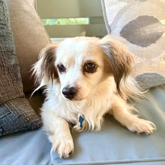 Enlarge Mr. Nobody 22733, a Adoptable mixed breed in Minneapolis, MN image 2/3