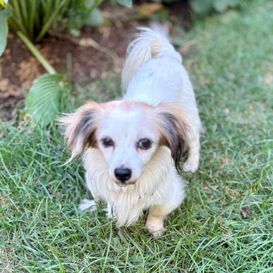 Enlarge Mr. Nobody 22733, a Adoptable mixed breed in Minneapolis, MN image 3/3