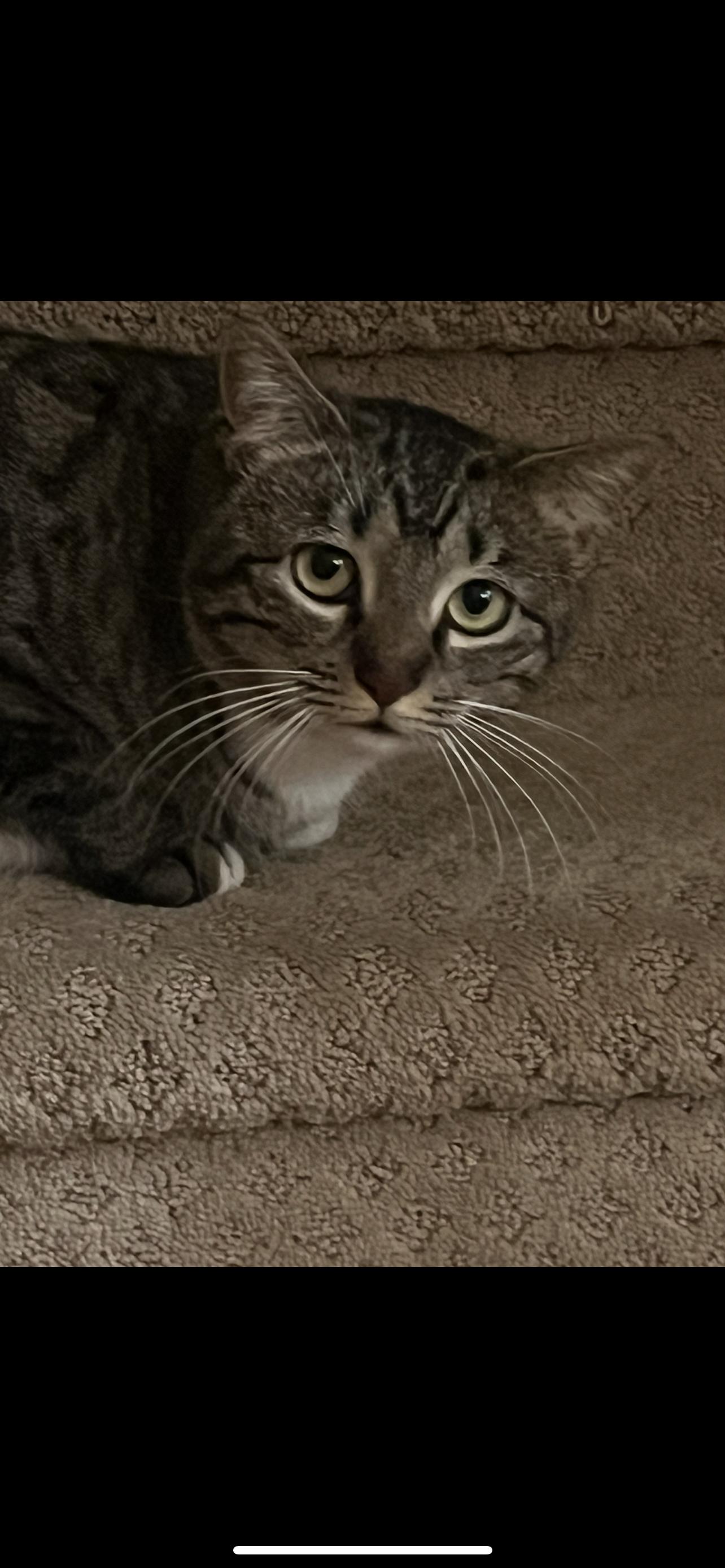 Enlarge Maggie, a Adoptable Domestic Short Hair in Mesa, AZ image 6/6