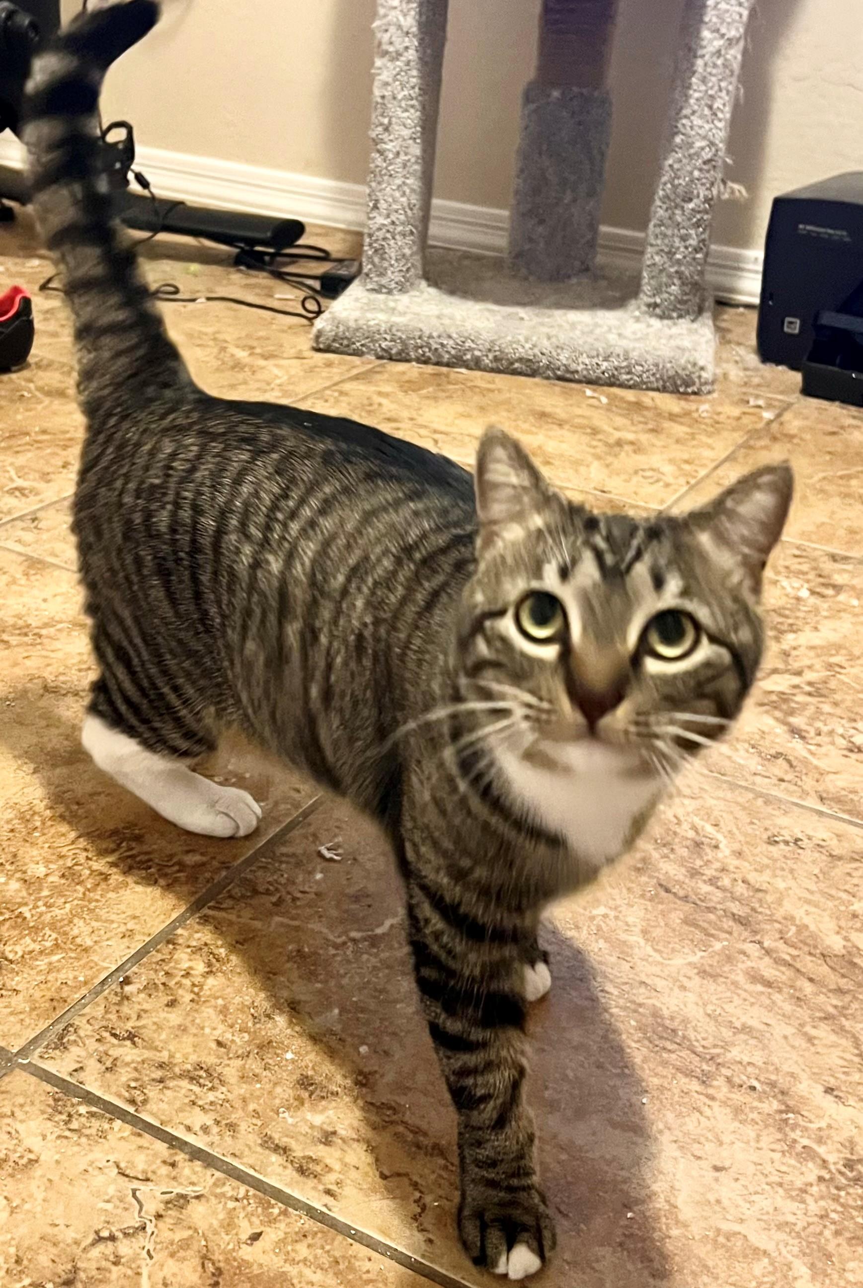 Enlarge Maggie, a Adoptable Domestic Short Hair in Mesa, AZ image 1/6