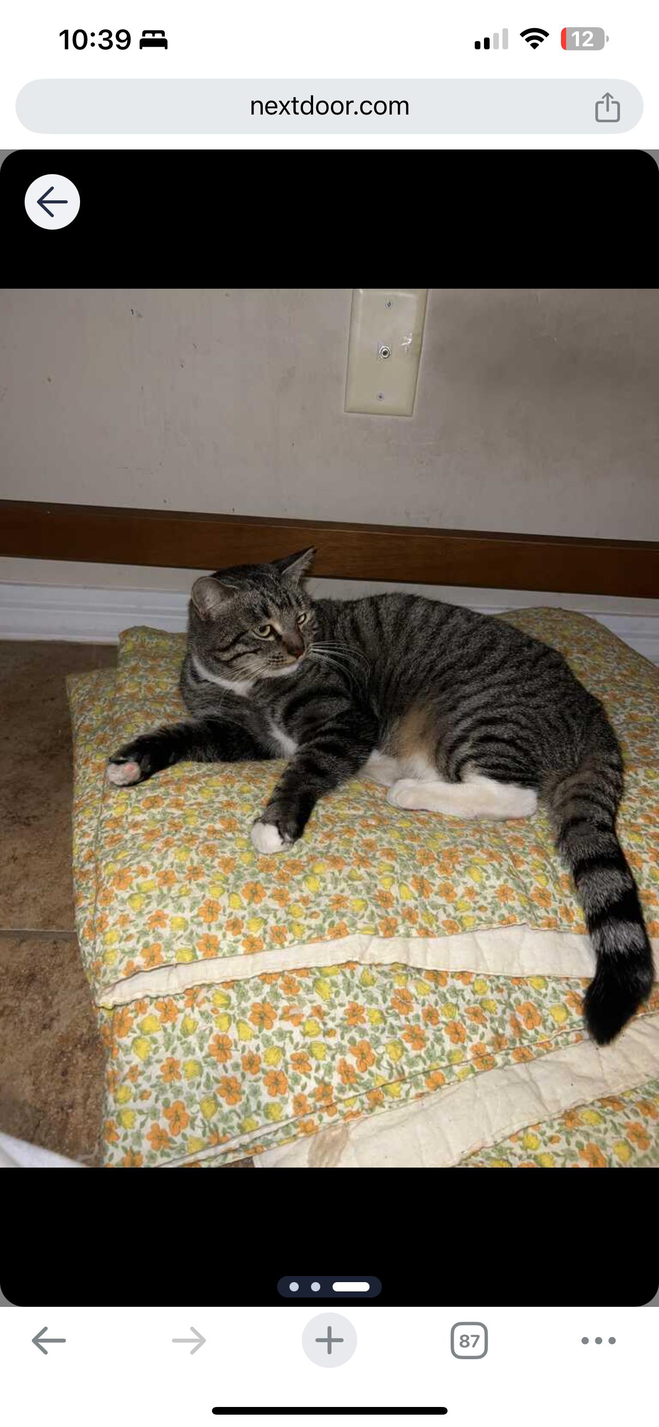 Enlarge Maggie, a Adoptable Domestic Short Hair in Mesa, AZ image 3/6