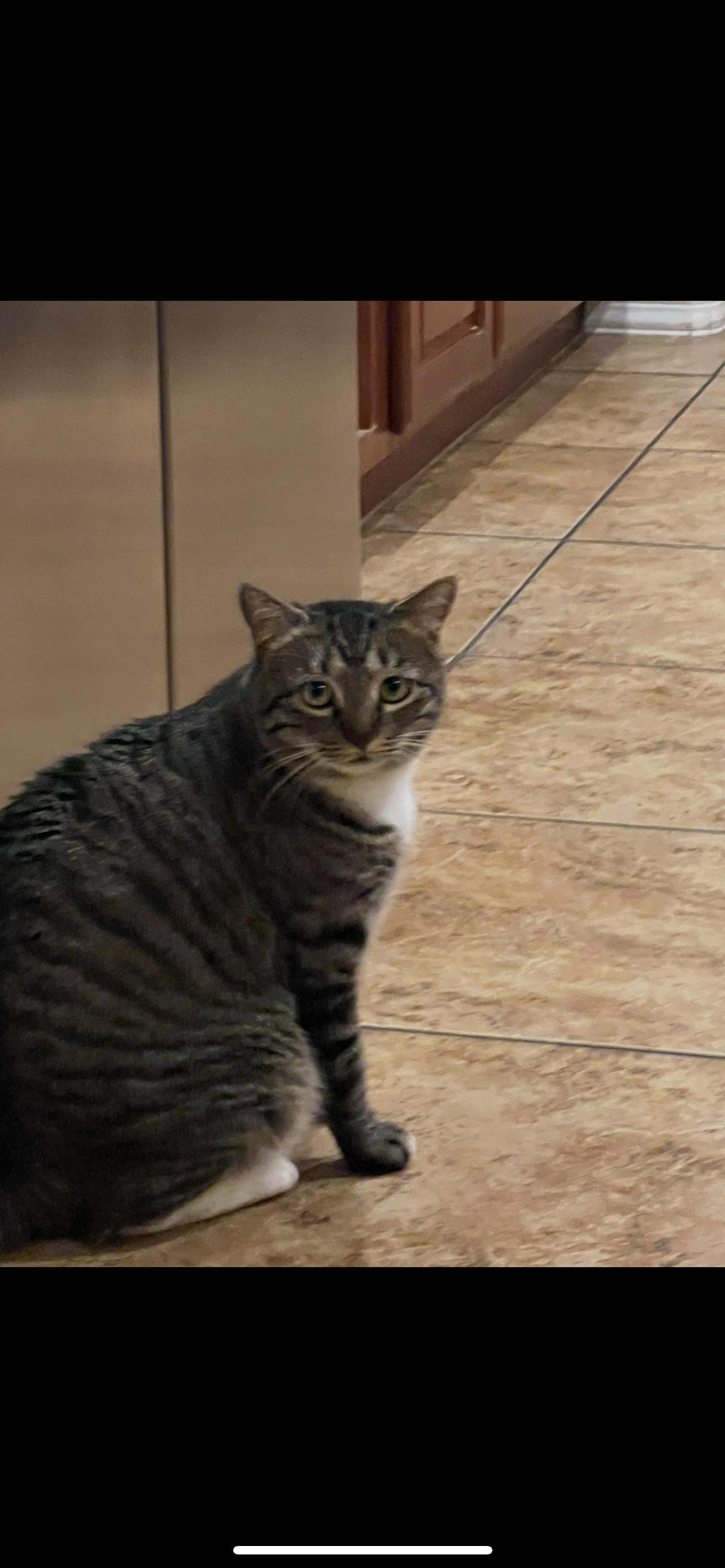 Enlarge Maggie, a Adoptable Domestic Short Hair in Mesa, AZ image 4/6