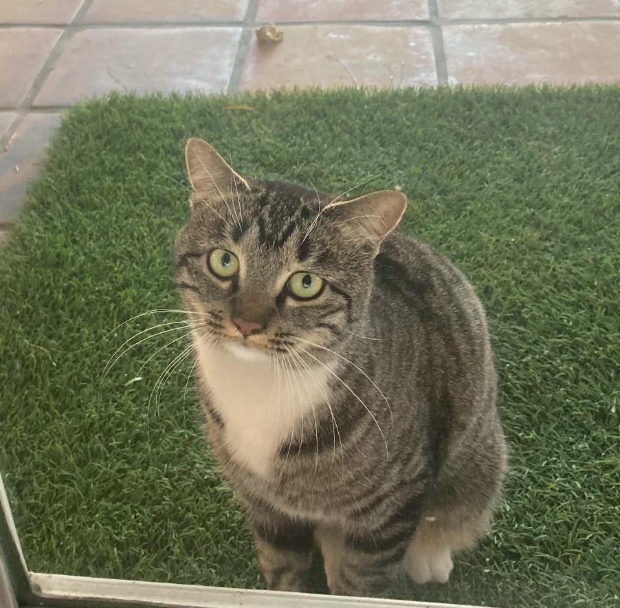 Enlarge Maggie, a Adoptable Domestic Short Hair in Mesa, AZ image 2/6