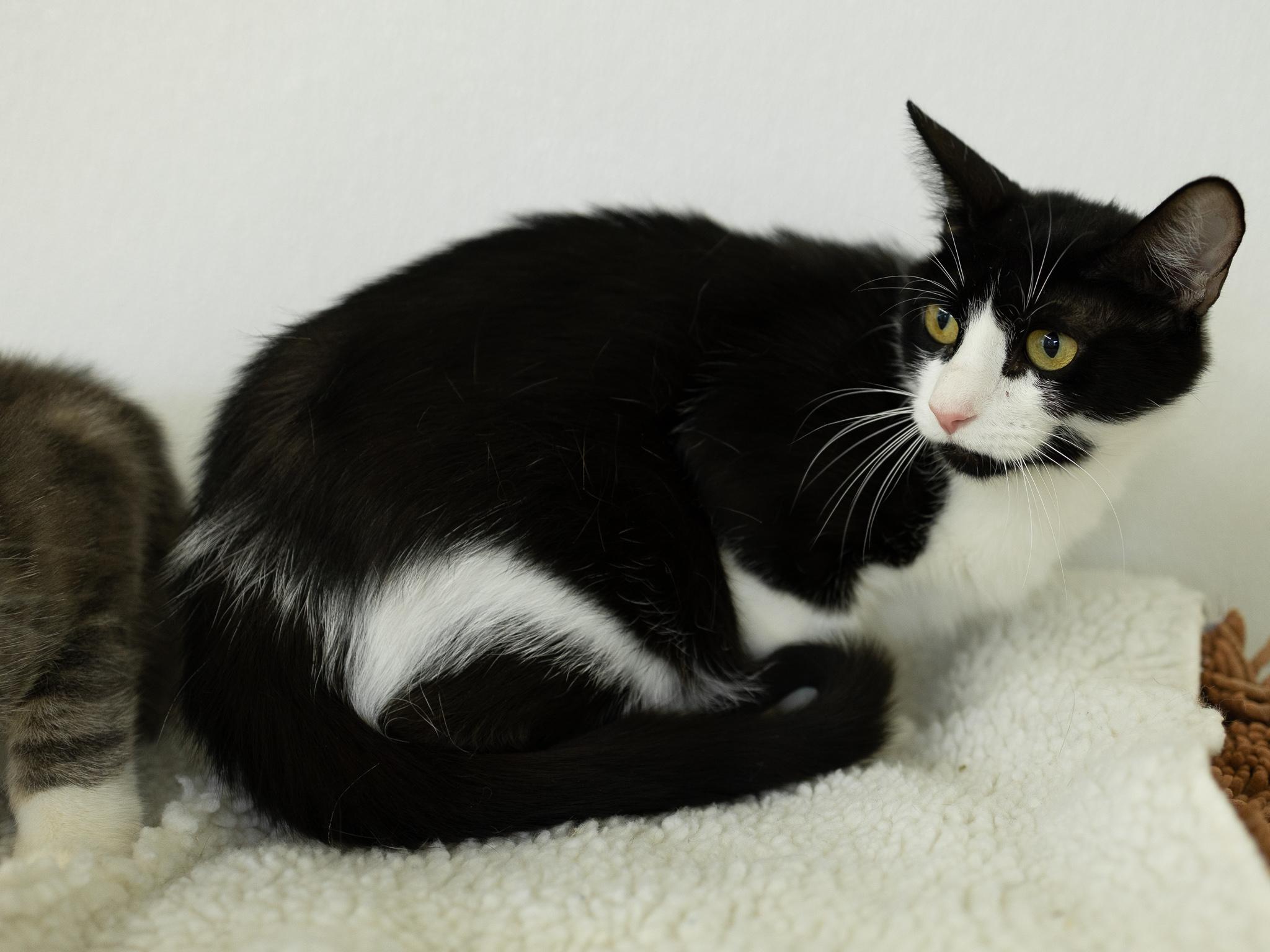 Columbia, a ADOPTABLE mixed breed in Republic, WA image 5/6