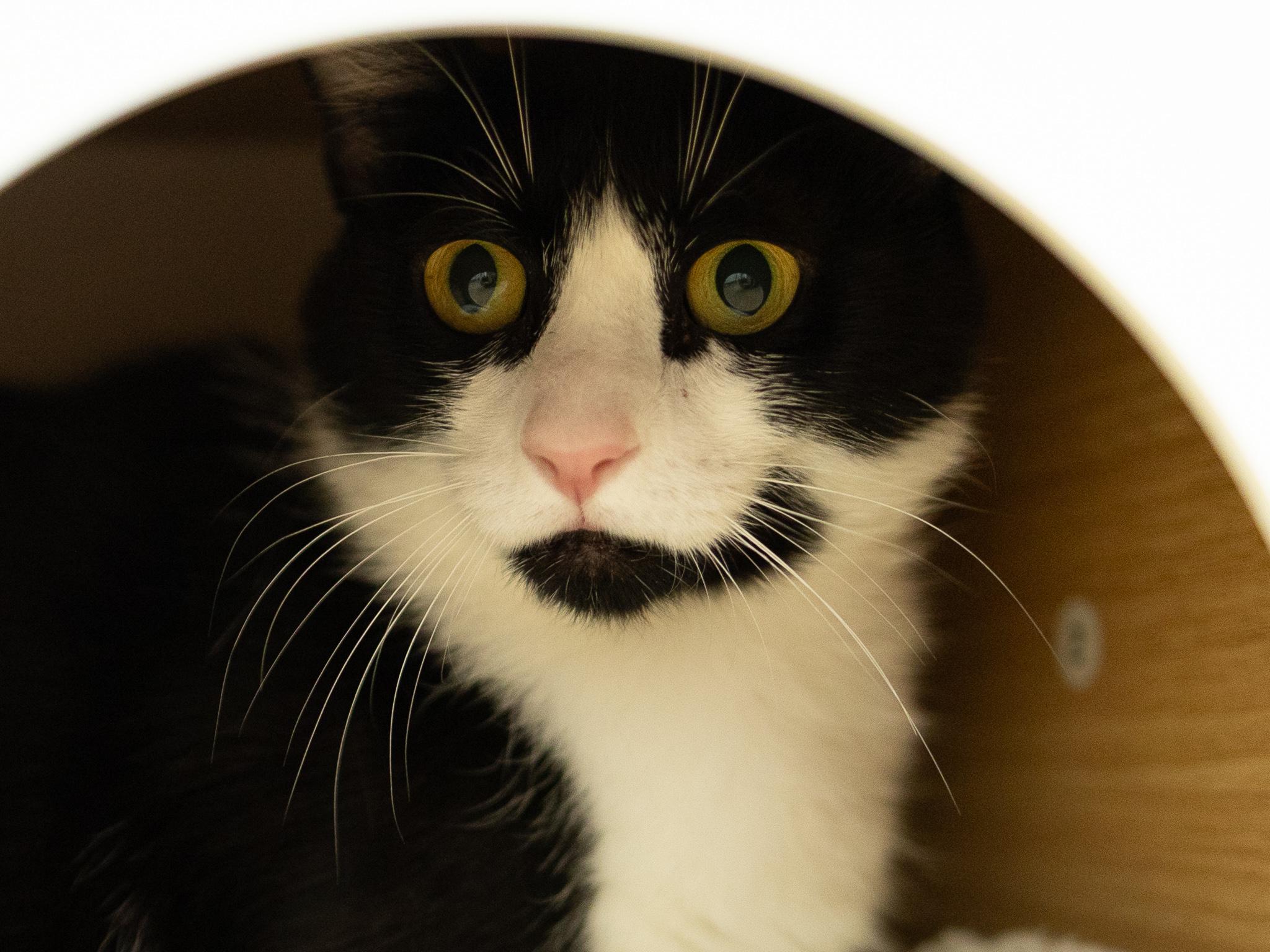 Columbia, a ADOPTABLE mixed breed in Republic, WA image 3/6