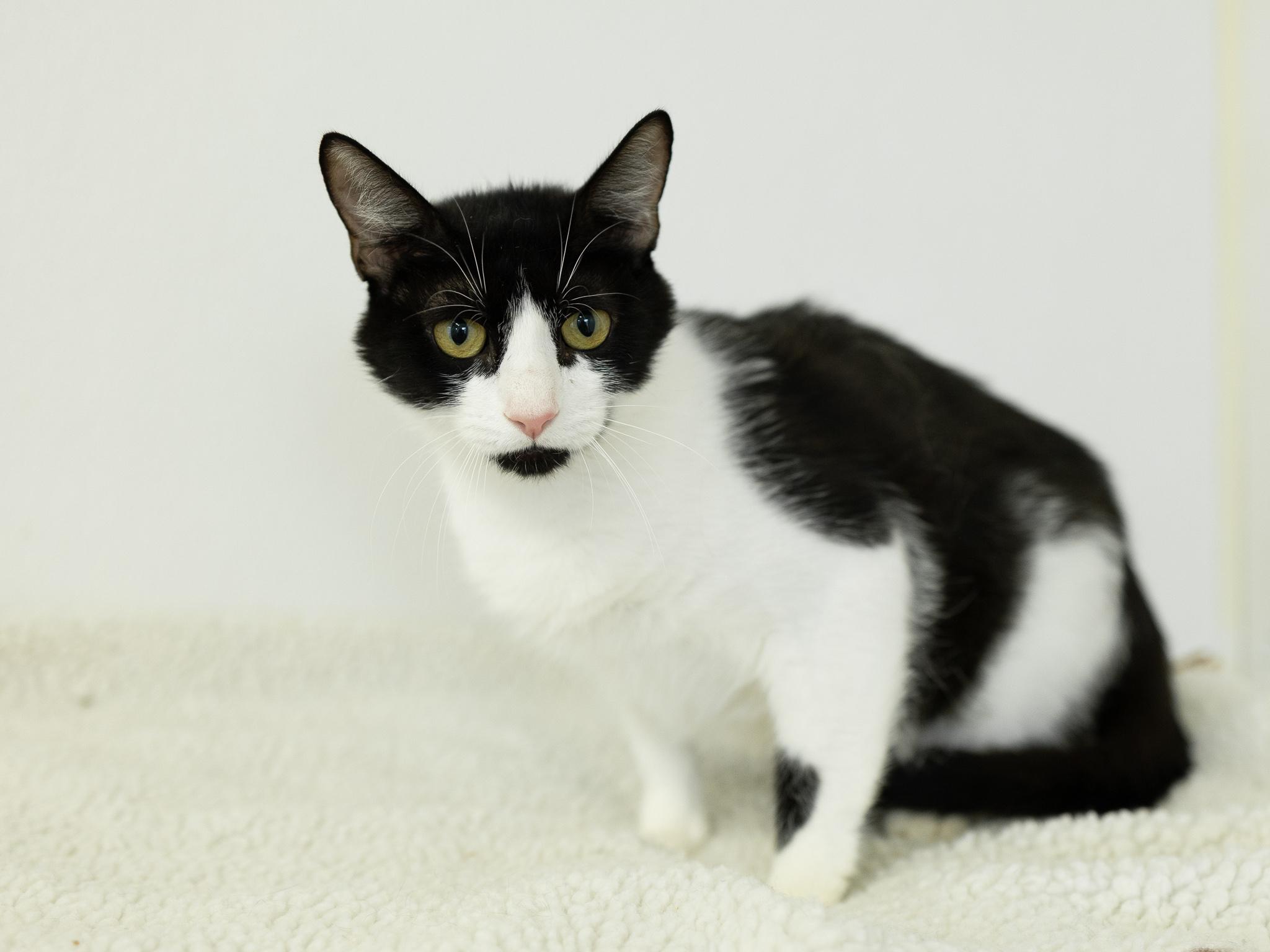 Columbia, a ADOPTABLE mixed breed in Republic, WA image 4/6