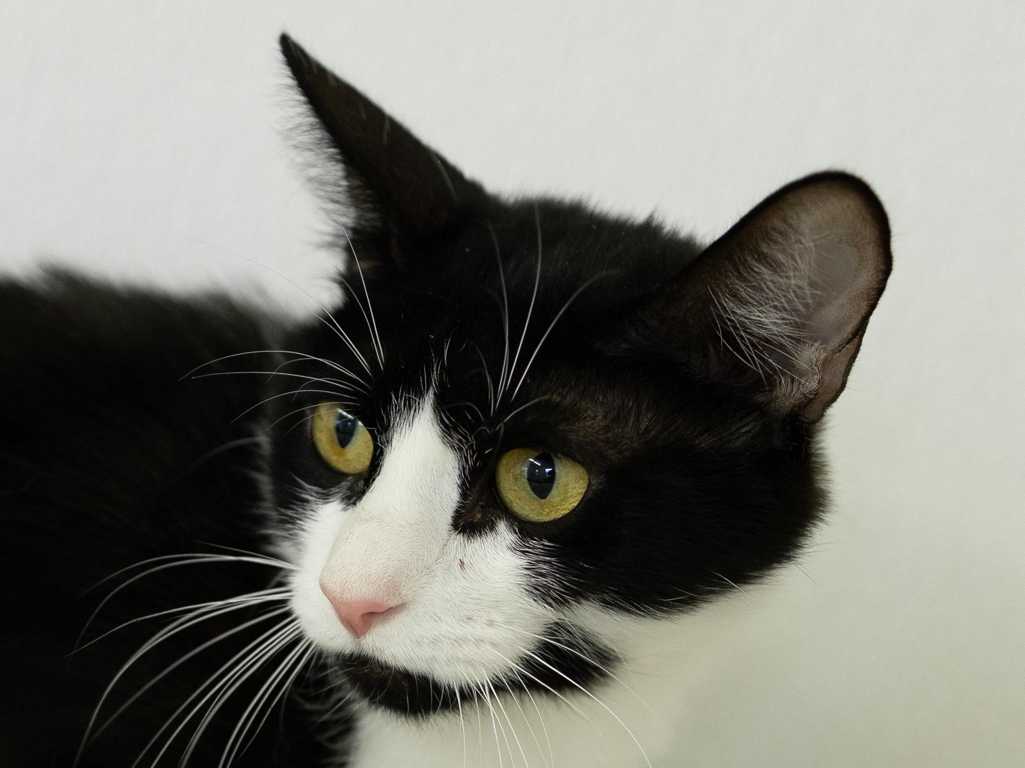Columbia, a ADOPTABLE mixed breed in Republic, WA image 2/6