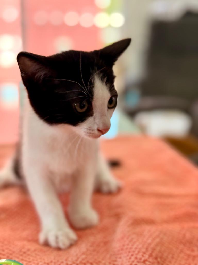 Enlarge Zipper White, a Adoptable mixed breed in San Pedro, CA image 1/1