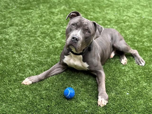 ALBIE, Adoptable, Adult Male Pit Bull Terrier.