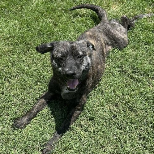 Enlarge Taffy - Snuggly, Loving, Good with Dogs and Children, a Adoptable mixed breed in Portland, ME image 6/6