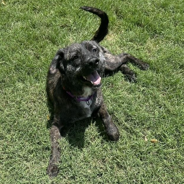Enlarge Taffy - Snuggly, Loving, Good with Dogs and Children, a Adoptable mixed breed in Portland, ME image 4/6