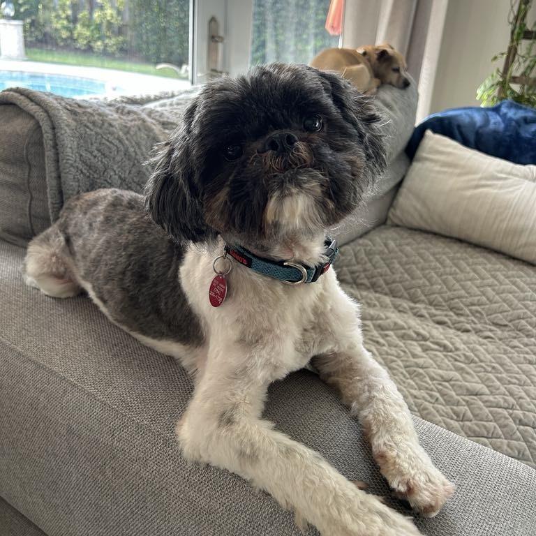 Bentley, a Adoptable Shih Tzu in Fort Lauderdale, FL image 1/5
