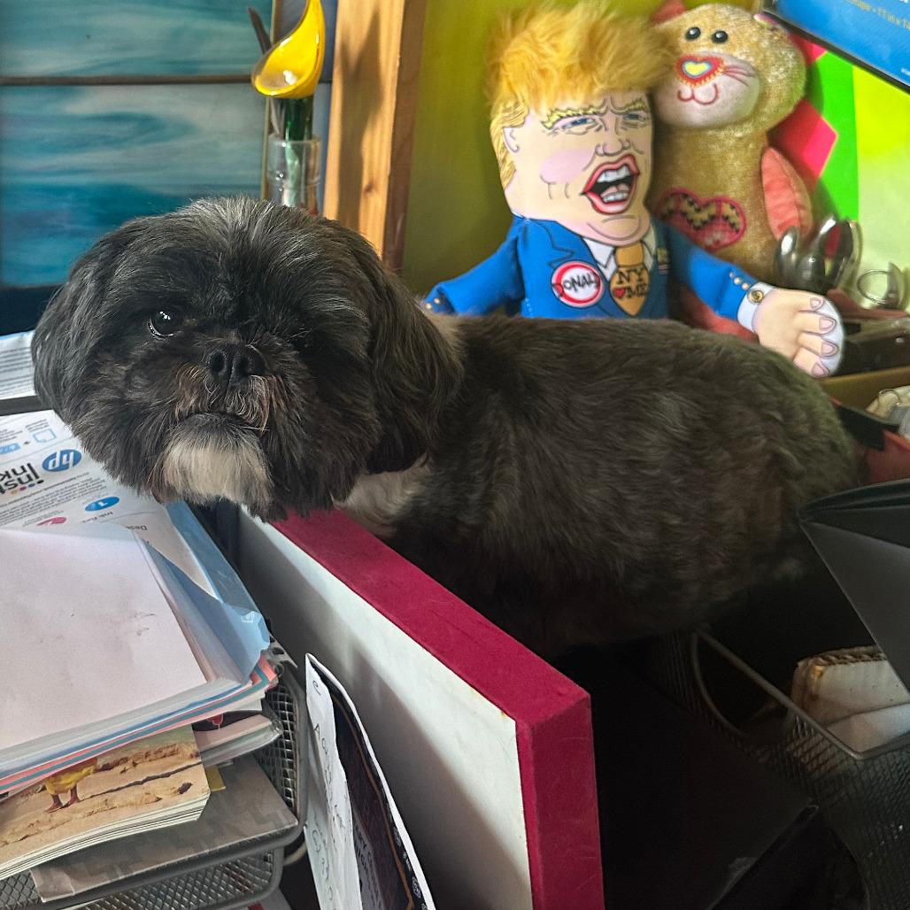 Bentley, a Adoptable Shih Tzu in Fort Lauderdale, FL image 2/5