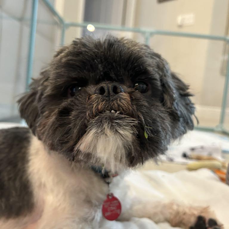 Bentley, a Adoptable Shih Tzu in Fort Lauderdale, FL image 3/5