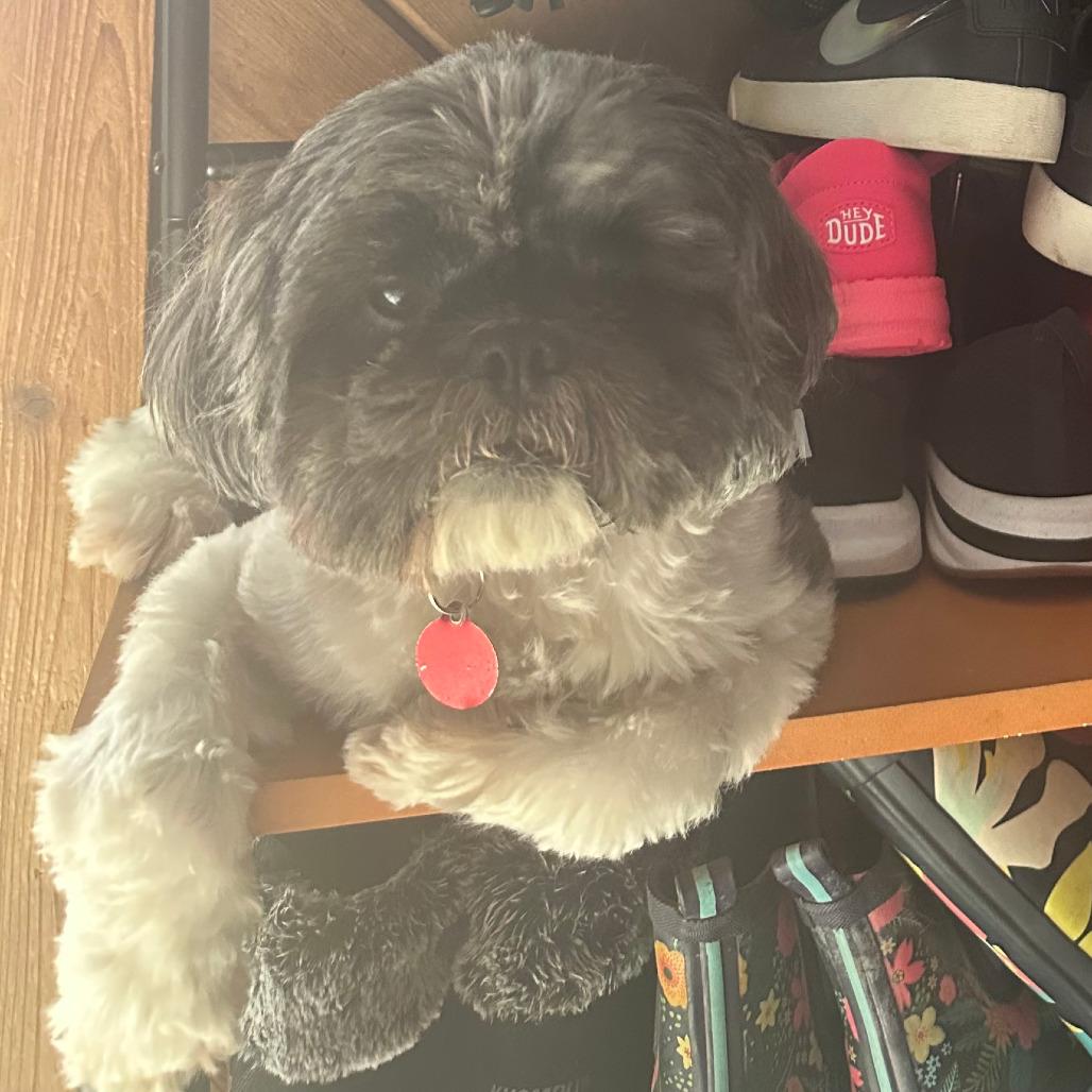 Bentley, a Adoptable Shih Tzu in Fort Lauderdale, FL image 4/5