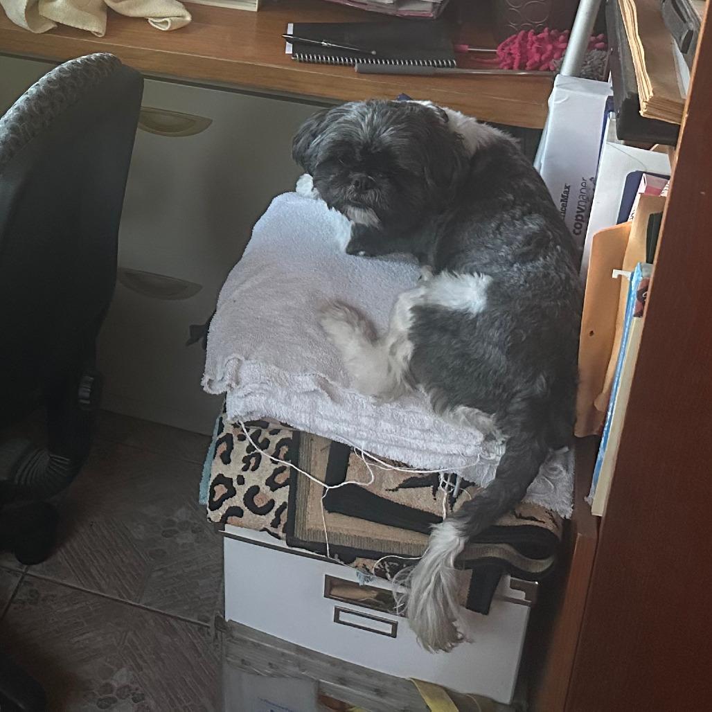 Bentley, a Adoptable Shih Tzu in Fort Lauderdale, FL image 5/5