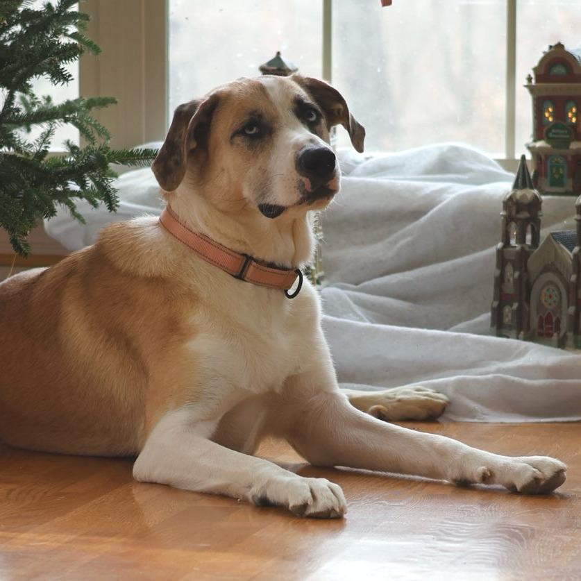 Summer, Adoptable, Young Female Mixed Breed.