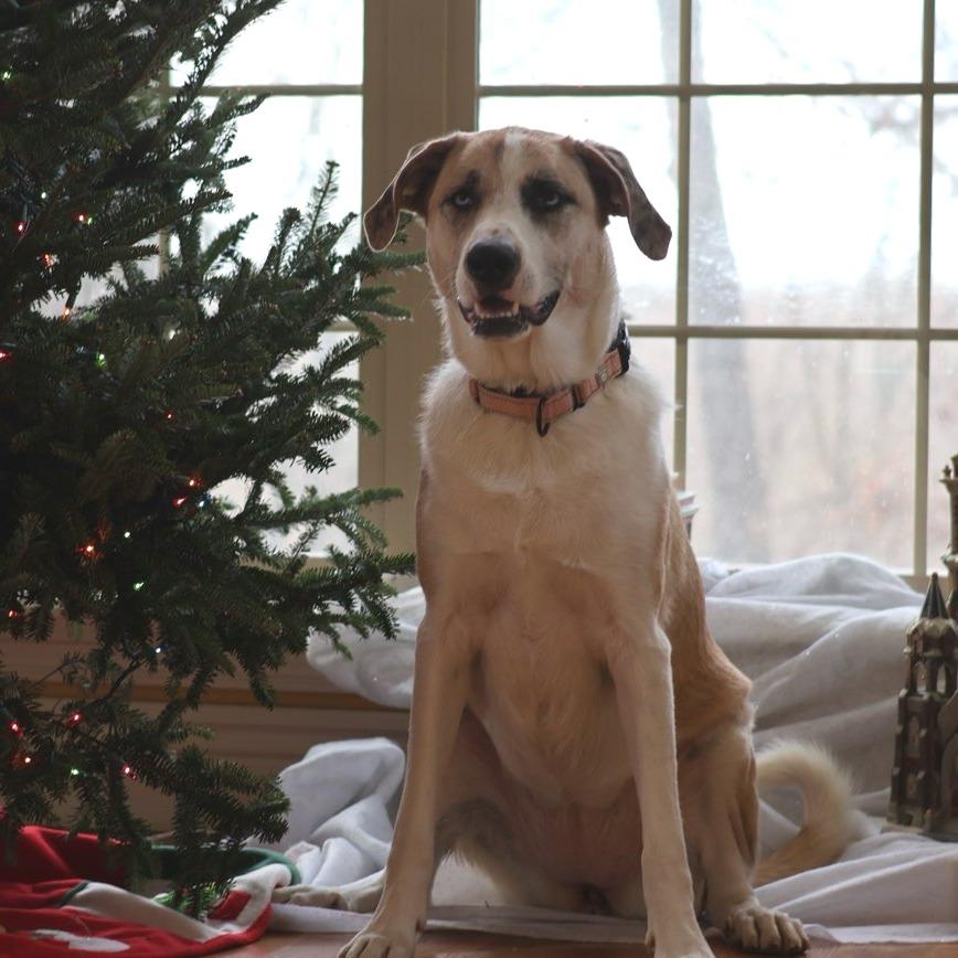 Enlarge Summer, a Adoptable Mixed Breed in Bentonville, AR image 1/1