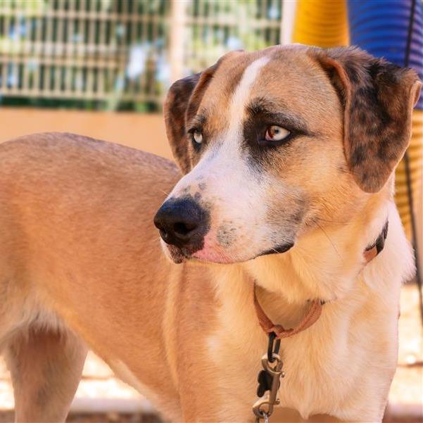 Summer, Adoptable, Young Female Mixed Breed.