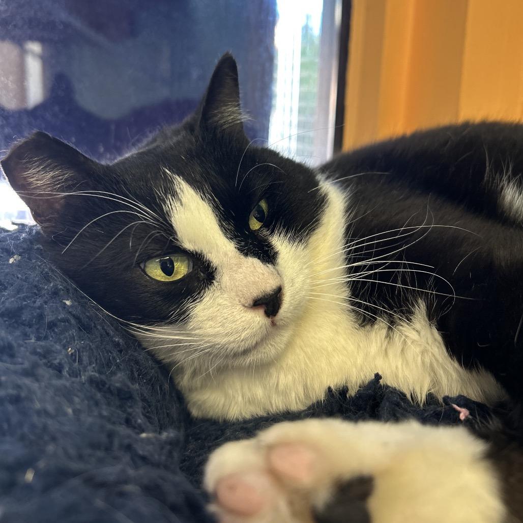 Enlarge Teddy, a Adoptable Domestic Short Hair in Fresno, CA image 1/3