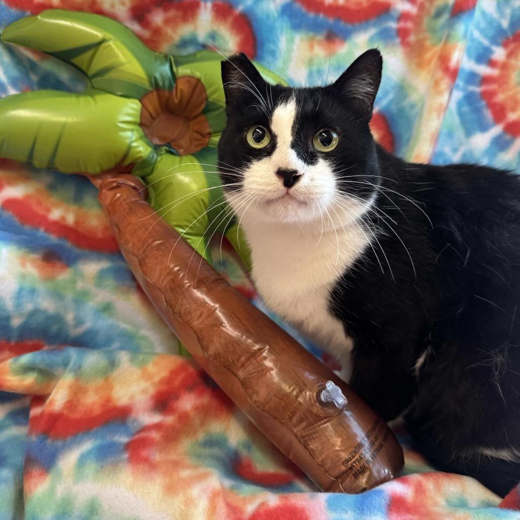 Enlarge Teddy, a Adoptable Domestic Short Hair in Fresno, CA image 2/4