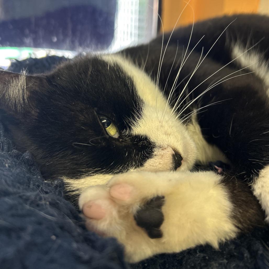 Enlarge Teddy, a Adoptable Domestic Short Hair in Fresno, CA image 2/3