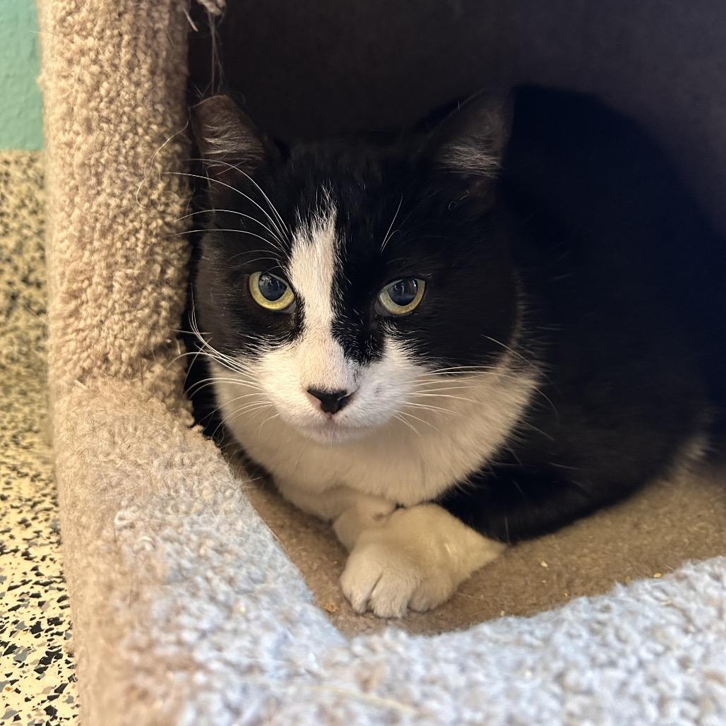Enlarge Teddy, a Adoptable Domestic Short Hair in Fresno, CA image 3/3