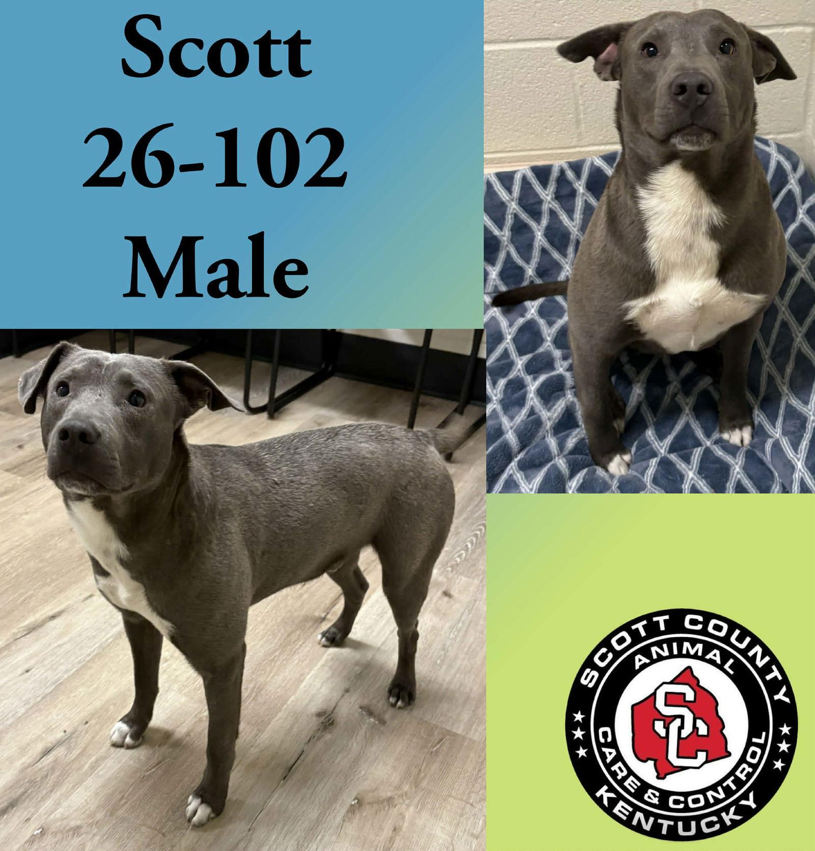 Enlarge Scott, a Adoptable Weimaraner in Georgetown, KY image 1/1