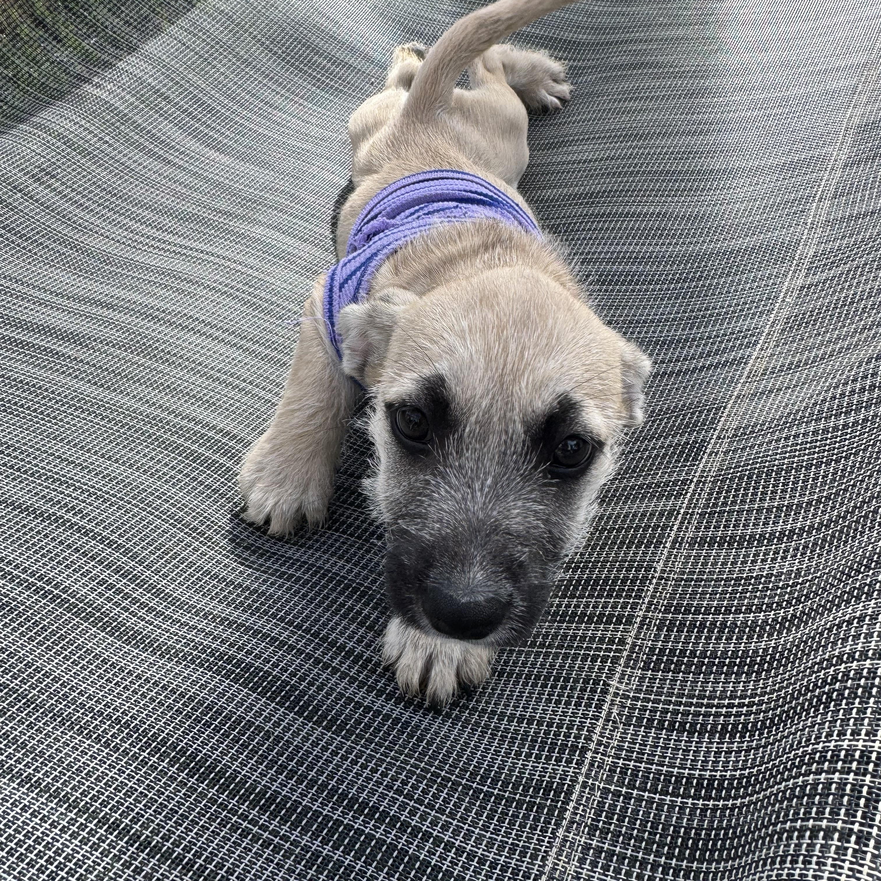 Hoka (Milestone litter), a Adoptable mixed breed in San Diego, CA image 3/5